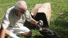 We called this Duck Dyson he ate all the time